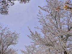 -顾村公园