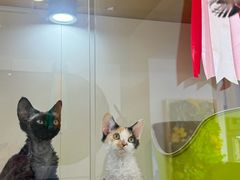 -青奢宠物·青奢猫舍