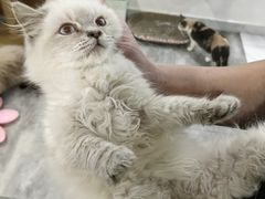 -楼上猫咖(罗湖店)