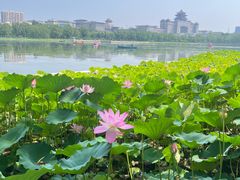 -莲花池公园