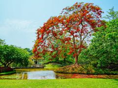 -中国科学院西双版纳热带植物园