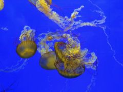 -上海海洋水族馆-停车场