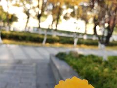-后襄河公园