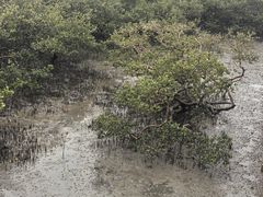 -北海金海湾红树林生态旅游区
