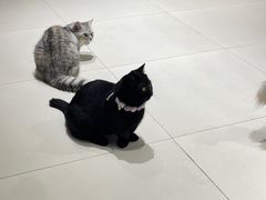 -怪兽屋·羊驼·猫咖·狗咖(俊华广场店)