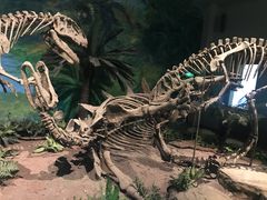 -自贡恐龙博物馆
