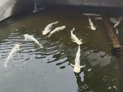 -特种渔场