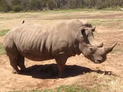 -威勒比开放式动物园