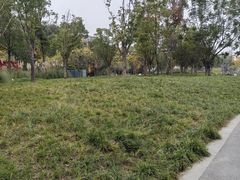 -神仙树公园