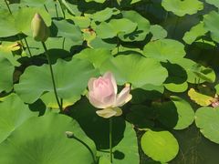 -莲花池公园