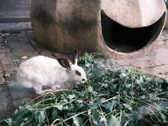-意大利农场度假村