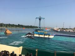 -秦皇岛乐岛海洋王国