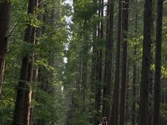 -黄海国家森林公园