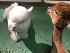-藦茜花园宠物主题亲子互动体验馆(国顺东路店)