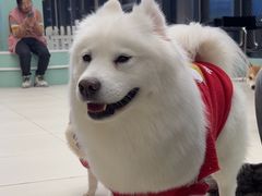 -怪兽屋·羊驼·猫咖·狗咖(俊华广场店)