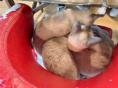 -Cappucimeow猫咪咖啡馆(韦伯时代店)