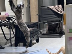 -琪喵猫屋·撸猫猫咖·猫舍