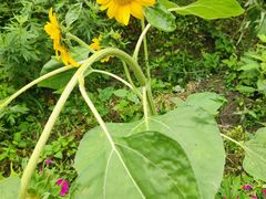 -四川大学(华西校区)