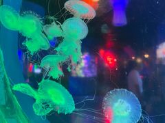 -太平洋海底世界