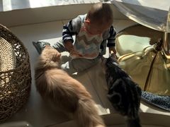 -飞行喵MR PILOT|猫舍·猫咖(静安大融城店)