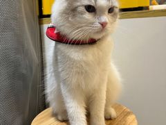 -平行世界·猫咖(首经贸店)