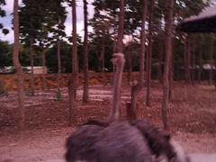 -清迈夜间动物园