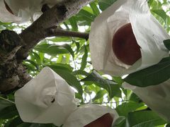 -桃源山庄·水蜜桃采摘·柴火鸡·烧烤团建(龙泉山店)