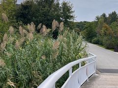 -同里国家湿地公园