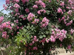 -石家庄市植物园