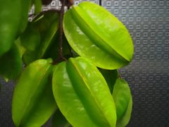 -港华水果街(港华广场店)