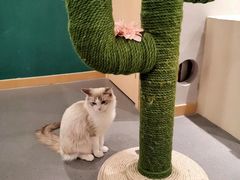 -飞行喵MR PILOT|猫舍·猫咖(静安大融城店)