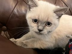 -猫大福·Fortune Cat猫舍(百子湾店)