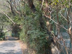 -华侨城湿地公园