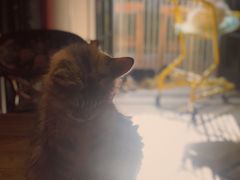 -猫色咖啡·猫咖