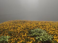 -庐山风景区花径公园