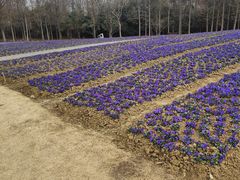 -同里国家湿地公园