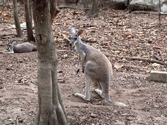 -清迈夜间动物园