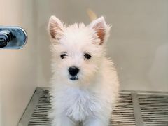 -萌宠之家·腊肠犬·马尔泰·小体犬舍