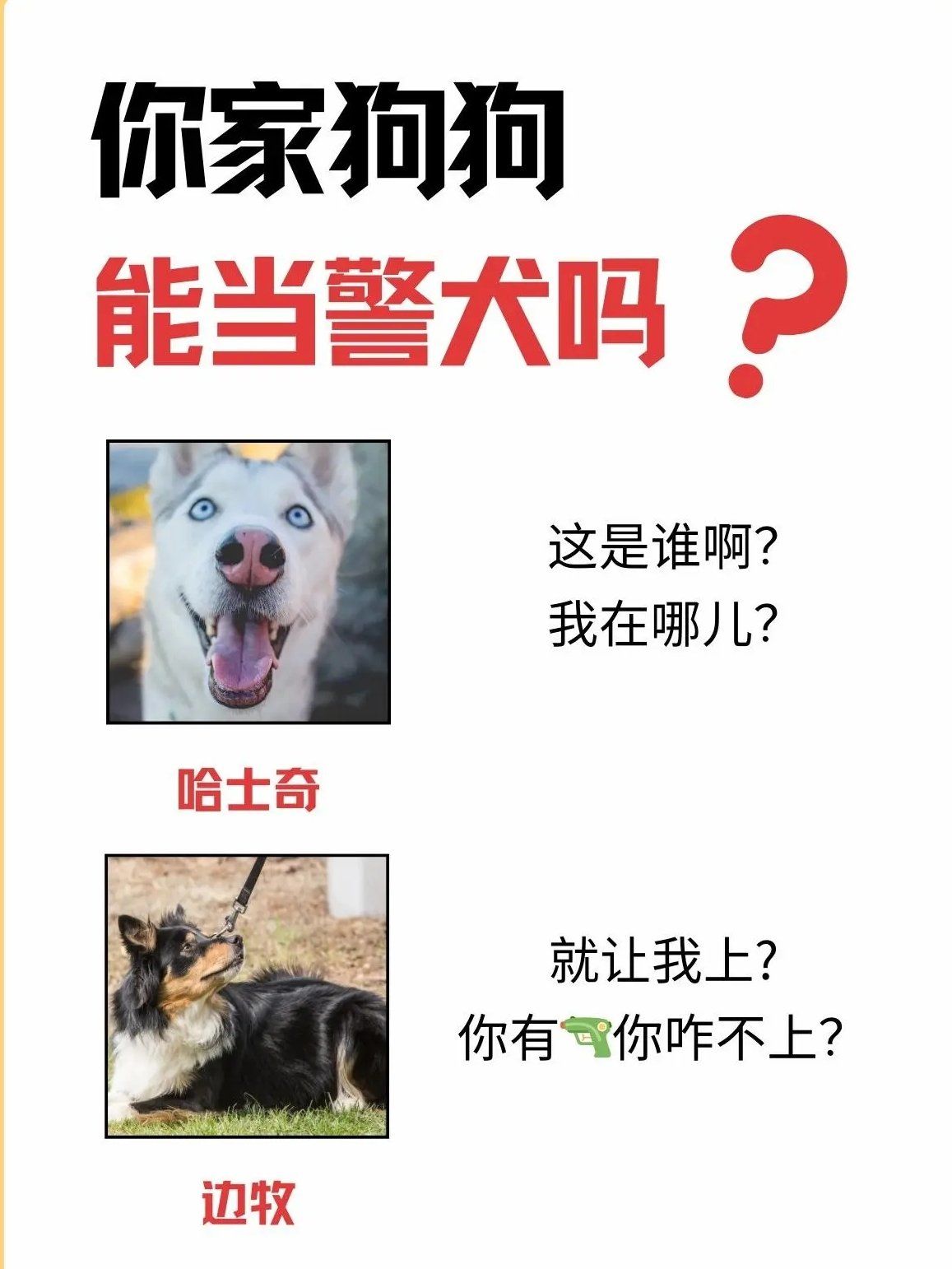 边牧为什么不能当警犬 边牧为什么不能当警犬