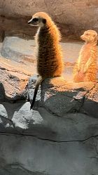 -Zoolung Zoolung动物主题公园(海信广场店)