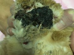 -北京观赏动物医院·24小时大型综合·猫专科·异宠专科