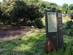 -雁南飞茶田景区