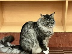-MOCHA明星猫咖(田子坊店)