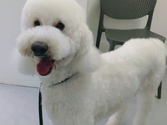 -达爱动物医院·犬猫分区·CT·复杂眼科(远洋山水分院)