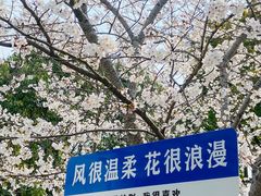 -高东镇樱花园