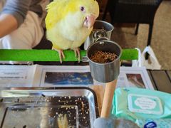 -深圳鸟咖鹦花岛