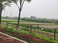 -上海长兴岛郊野公园