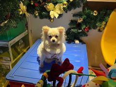 -碌碌发·东南亚风味烧烤档(体育西店)