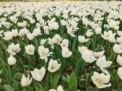 -上海鲜花港