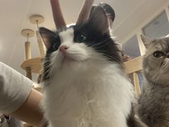 -楼上猫咖(罗湖店)